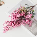 Cherry Blossoms Flowers